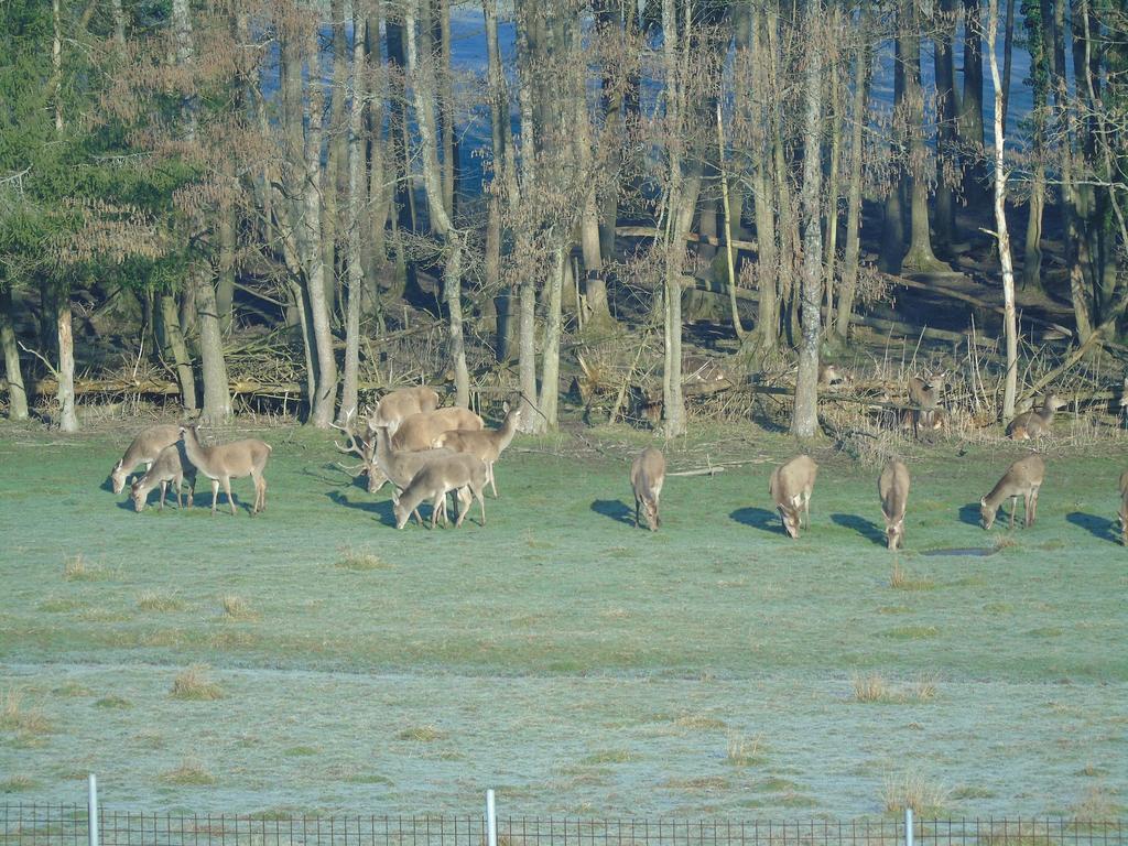 Gite Des Biches Birkenwald Екстериор снимка